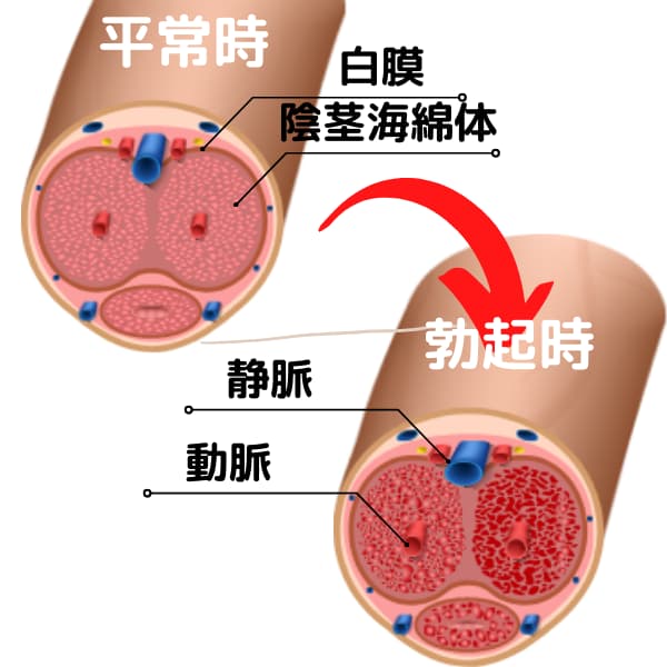 本当に効果を実感したペニス増大サプリ！【2021最新版】おすすめ５選